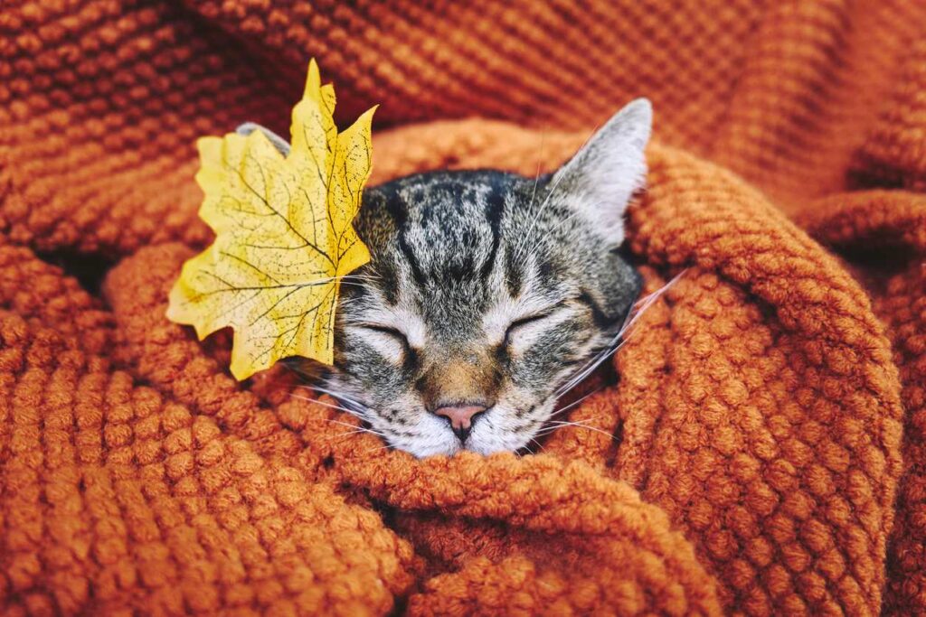 A cozy kitten sleeps wrapped in an orange blanket with a yellow leaf on its head.