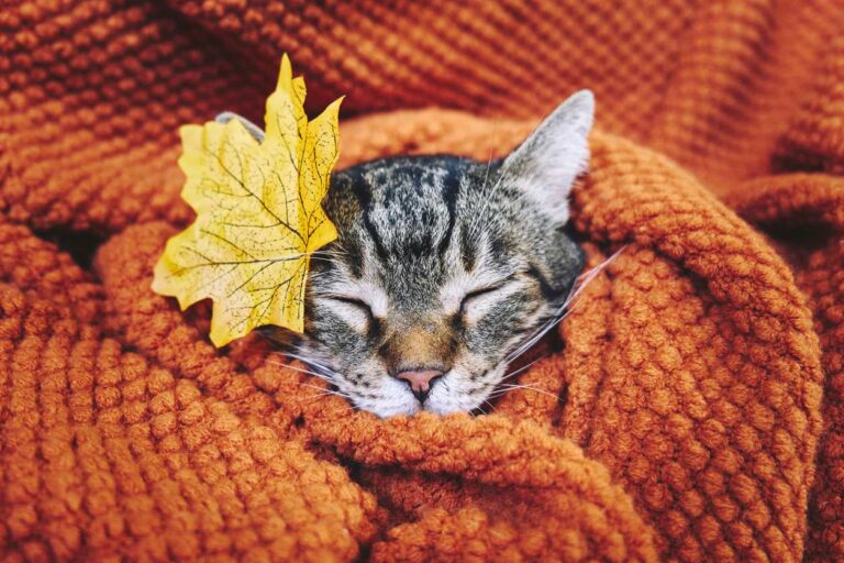 A cozy kitten sleeps wrapped in an orange blanket with a yellow leaf on its head.